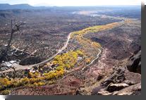 [Cottonwoods along the Jemez River]