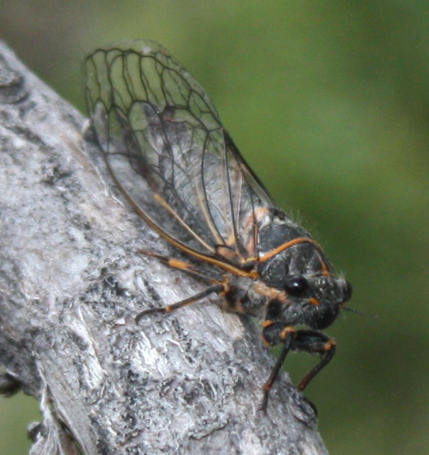 [A cicada from the BIG bro ...]