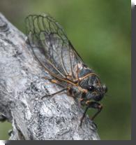 [ A cicada from the BIG bro ... ]