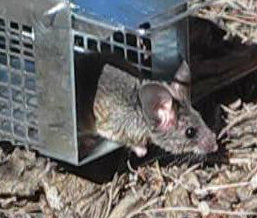 [Piñon/brush mouse]