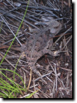 [ None of us had ever seen  ... ]