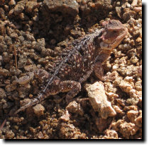 [ A bit higher up on the tr ... ]