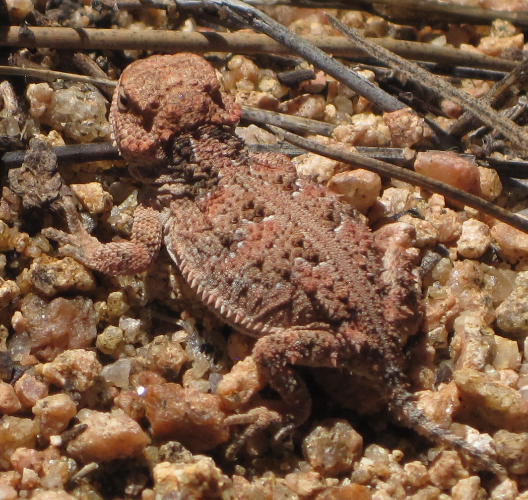 [Closer in on the baby hor ...]