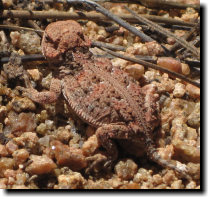 [ Closer in on the baby hor ... ]