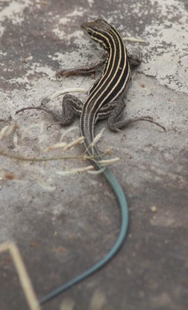 blue whiptail lizard