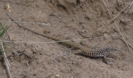 [Maybe a New Mexico Whiptail]