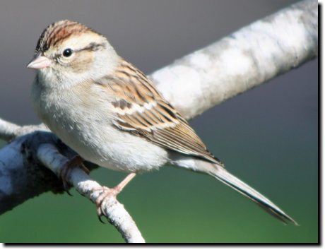 [ Chipping sparrow, fall/winter. Note dark lores (line in front of eye) which distinguishes it from 1st winter chipping sparrow or clay-colored sparrow. Greyish rump. ]