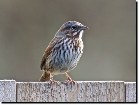 [ Song sparrow. Fairly coarse streaks on breast converge in central spot. Color varies quite a bit, but look for rufous on tail. ]