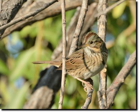 [ Lincoln's sparrow. Greyish tail, where song sparrow's tail should be rufous. ]