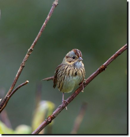 [ Lincoln's sparrow. Note buffy breast with fine dark streaks ]