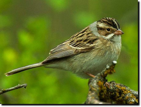 [ Clay-colored sparrow. Note pale lores, dark 'mustache' around white stripe at side of thoat, clean grey nape. Brownish rump. ]