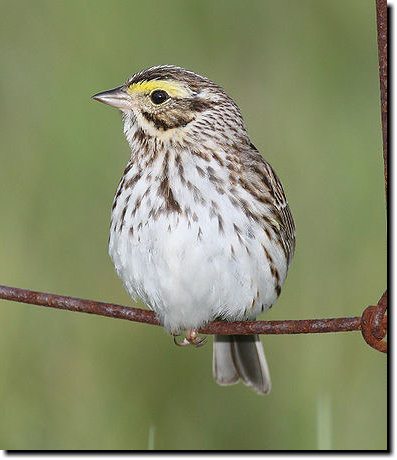 [ Savannah sparrow. Note yellow lores (but they aren't always there). ]