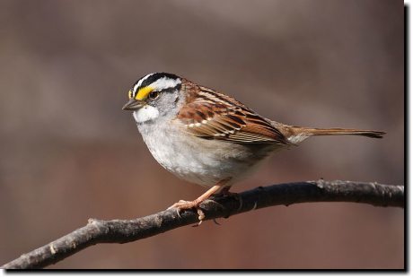[ White-throated sparrow ]