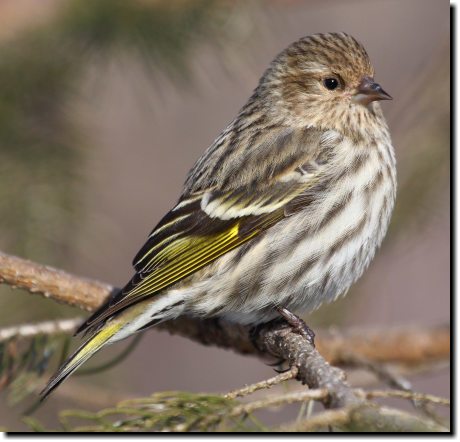 [ Pine siskin. Smaller than most sparrows, and note the slimmer bill. The female has less yellow than this male. ]