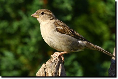 [ House sparrow, female ]