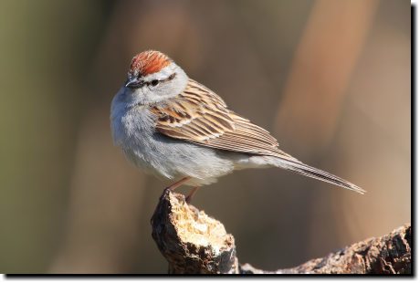 [ Chipping sparrow, summer. The brown head and black eye stripe might make it easy to confuse with a white-crowned, but white-crowned will always have a light crown stripe, not a solid brown crown. ]