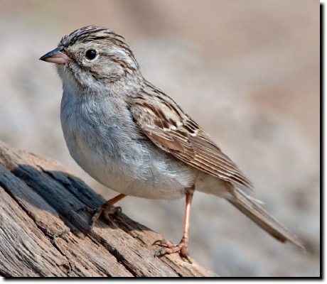 [ Brewer's sparrow. Two good field marks: no back line through the eye, and small, delicate bill. ]