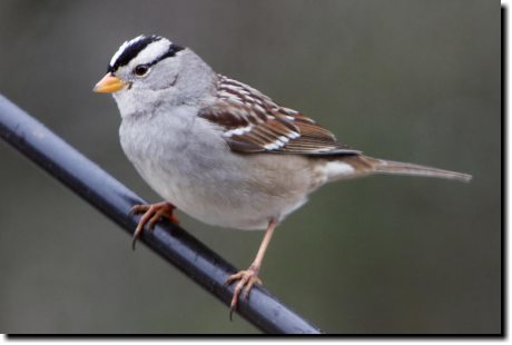 [ White-crowned sparrow adults are easy. The stripes may be brown instead of black, in younger birds. ]