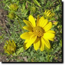 [ CA Helianthella (or CA sunflower or woodland Monolopia) ]